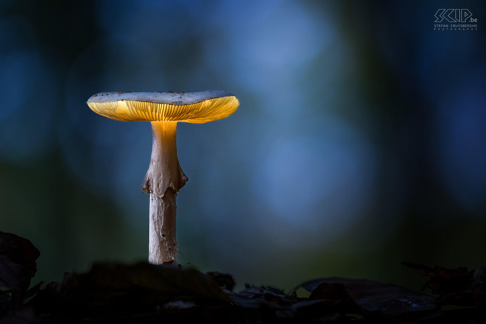 Glowing mushrooms When I went out in the evening in the forests of Averbode I discovered some beautiful glowing mushrooms; an ingenious trick from mother nature, gnomes who leave their lights on or just a creative photographer, ...;-) Stefan Cruysberghs